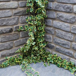 Global Stone Old Rectory Walling Monsoon 325 x 100mm